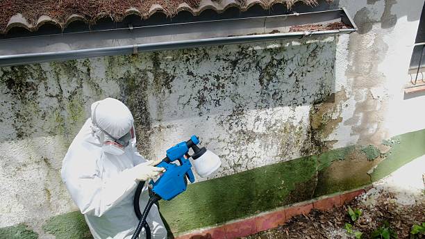 Top rated local Mold Remediation specialists in South Elgin, IL